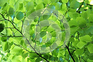 Young beech leaves in spring