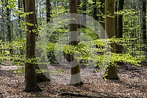 Young beech leaves in the spring