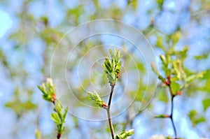 young beech leaves