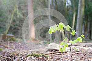 Young Beech sapling Fagus sylvatica with bright green fresh leaves growing in a recently coppiced woodland