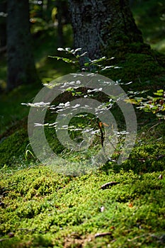 Young beech sapling in sunlight