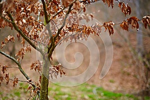 Young beech tree with dead leaves