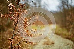 Young beech tree with dead leaves