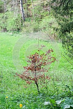 A young beech tree with dry leaves