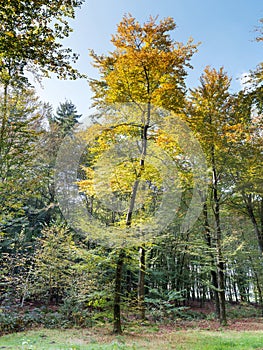 Young beech tree in fall colors