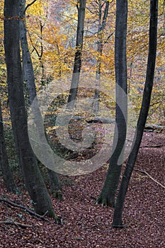 Young Beech tree trunks in a woodland setting, Burnham Beeches, Buckinghamshire, UK