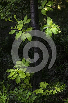 Young beech trunk