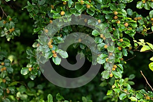 Young beechnuts on a beech branch. Forest background