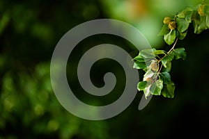 Young beechnuts on a beech branch. Forest background