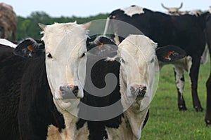 Young Beef Cattle