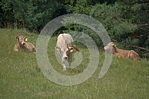 Young beef cattle on a grassy pasture.