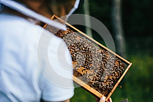 Young beekeeper inspecting beehive frame detal.  Close to the forrest