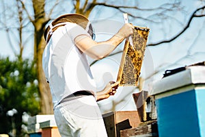 Young beekeeper inspecting beehive frame. Relaxing work in the nature with nice summer light