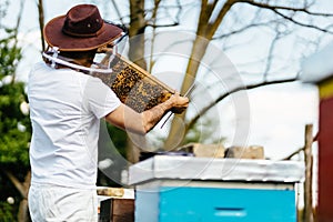 Young beekeeper inspecting beehive frame. Relaxing work in the nature with nice summer light