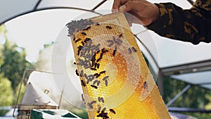 Young beekeeper man holding wooden frame with bees for checking while working in apiary