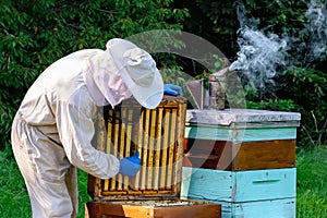 Young beekeeper working in the apiary. Beekeeping concept. Beekeeper harvesting honey.