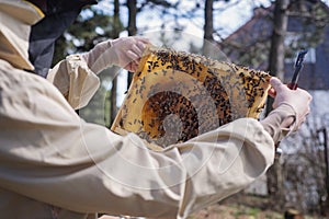 Young beekeeper working in the hive in the garden