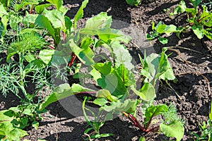 Young beet shoots on a bed in the garden