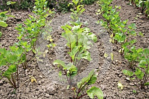 Young beetroot, celery and thyme in country garden.