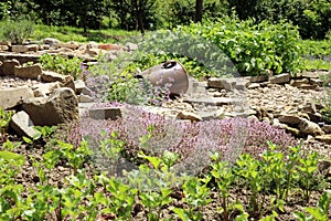 Young beetroot, celery and thyme in country garden.