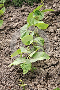 Young beetroot, celery and thyme in country garden.