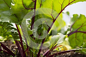 Young beetroot plants with leaves growing on a vegetable patch in a polytunnel.