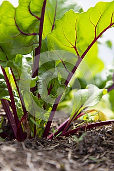 Young beetroot plants with leaves growing on a vegetable patch in a polytunnel.