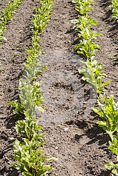 Young beetroots