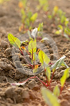 Young beetroots grow in a garden bed