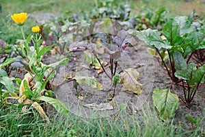 Young beets grow next to calendula. Favorable neighbors in the garden