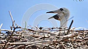 Young begging white stork, Ciconia ciconia, in nest in front of a blue sky with open beak