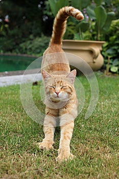 Young beige cat lolling in the grass