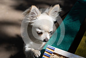A young beige chihuahua puppy trying to get a snack standing with its front paws on a bench. Home pets.