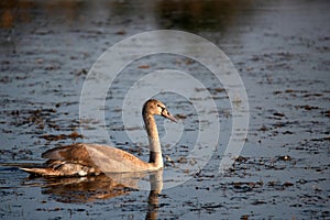 Young beige mute swan or Cygnus olor floats on water