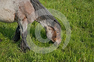 Young belgian draught horse razing in a meadow