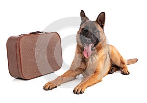 Young Belgian Shepherd dog Malinois with suitcase