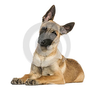 Young Belgian Shepherd lying down and staring, 5 months old