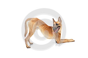 Young Belgian Shepherd Malinois is posing. Cute doggy or pet is playing, running and looking happy isolated on white