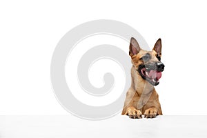 Young Belgian Shepherd Malinois is posing. Cute doggy or pet is playing, running and looking happy isolated on white