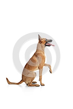 Young Belgian Shepherd Malinois is posing. Cute doggy or pet is playing, running and looking happy isolated on white