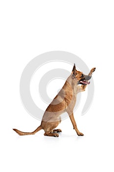 Young Belgian Shepherd Malinois is posing. Cute doggy or pet is playing, running and looking happy isolated on white