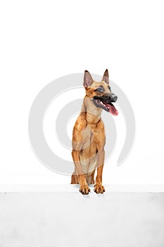 Young Belgian Shepherd Malinois is posing. Cute doggy or pet is playing, running and looking happy isolated on white