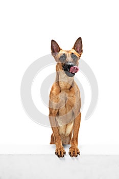 Young Belgian Shepherd Malinois is posing. Cute doggy or pet is playing, running and looking happy isolated on white