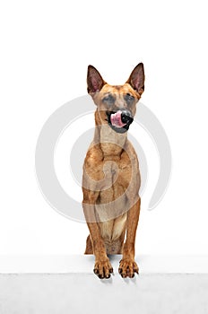 Young Belgian Shepherd Malinois is posing. Cute doggy or pet is playing, running and looking happy isolated on white