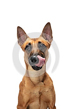 Young Belgian Shepherd Malinois is posing. Cute doggy or pet is playing, running and looking happy isolated on white