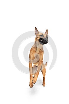 Young Belgian Shepherd Malinois is posing. Cute doggy or pet is playing, running and looking happy isolated on white