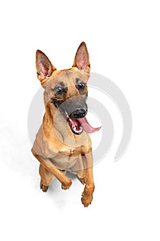 Young Belgian Shepherd Malinois is posing. Cute doggy or pet is playing, running and looking happy isolated on white