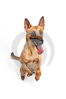 Young Belgian Shepherd Malinois is posing. Cute doggy or pet is playing, running and looking happy isolated on white