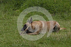 Young Belgian Shepherd is playing with a wood