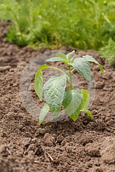 Young bell pepper plant on a garden bed in the day light